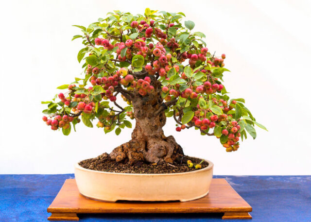 Apfelbäume - welche Sorten eignen sich als Bonsai?