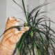 Drachenbaum - Giftigkeit für Katzen und Folgen des Verzehrs