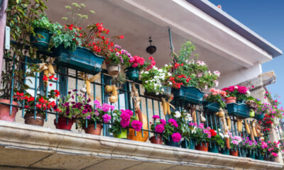 Blumen - kreative Pflanzenauswahl für Balkonkästen