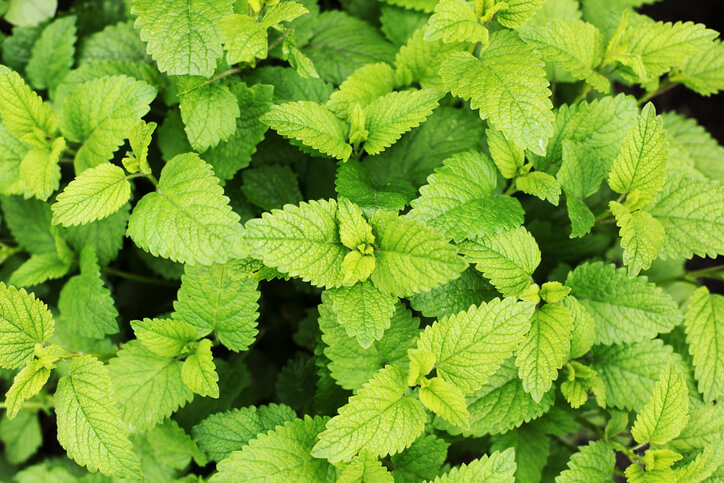 Ausdauernde, krautige Gewächse