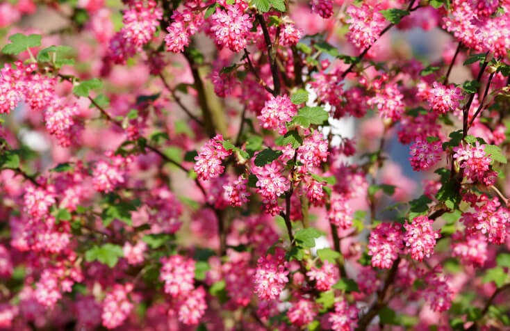 Blüten und Früchte