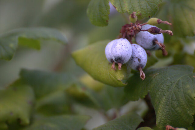 Blutjohannisbeeren - sind sie giftig für Kinder