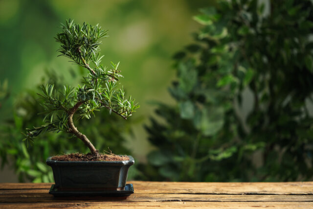 Bonsai - Vermehrung über Stecklinge