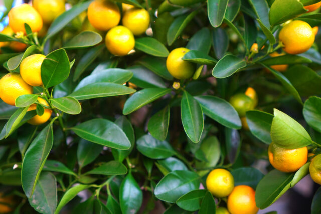 Calamondin - sind die Früchte essbar oder giftig