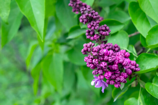 Flieder - Gründe für stagnierenden Austrieb