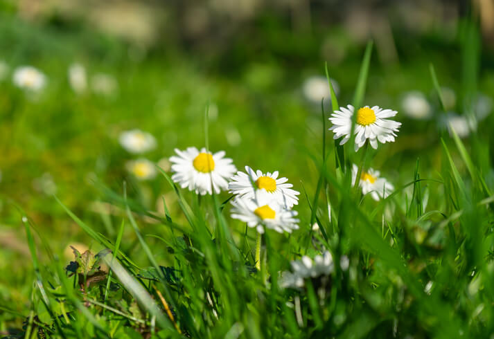 Gänseblümchen (Bellis perennis)