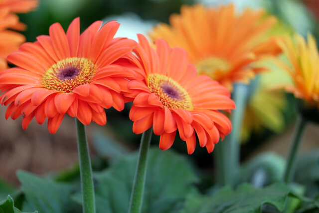 Gerbera Blüte - Pflegetipps