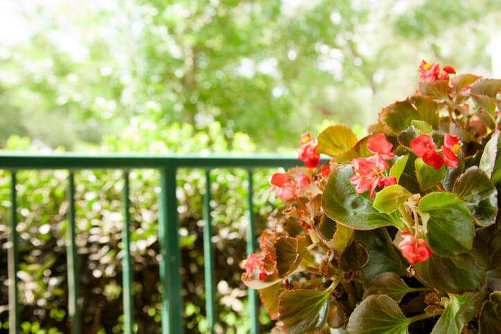 Grün- und Blühpflanzen