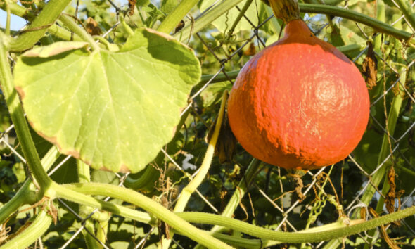 ᐅ Hokkaido Kürbis - die verbreitetsten Sorten