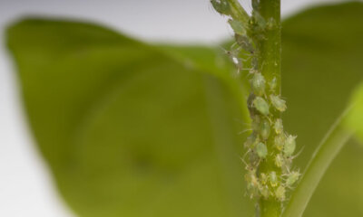 Honigtau - Entfernen der Hinterlassenschaften von Blattläusen