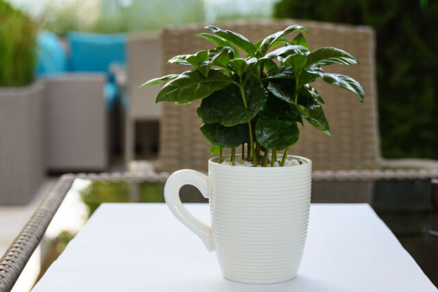 Kaffeepflanzen – ideale Erde