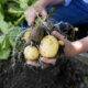 Kartoffeln - wann sind sie giftig und wie schützt man sich