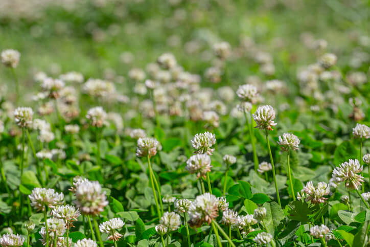 Klee (Trifolium)