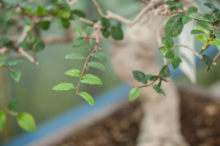 Kultur einer Ulme als Bonsai