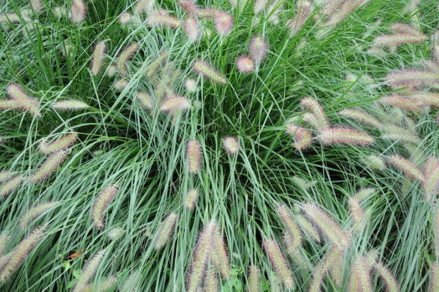 Lampenputzergras - der perfekte Rückschnitt