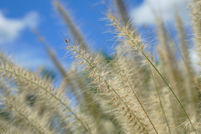 Lampenputzergras - weshalb vertrocknet es