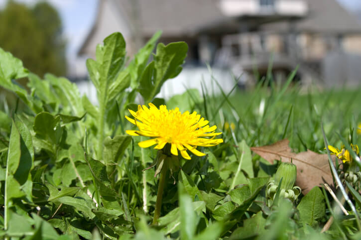 Löwenzahn (Taraxacum)