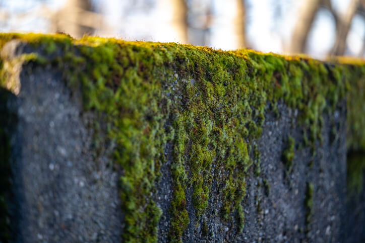Moos auf Naturstein