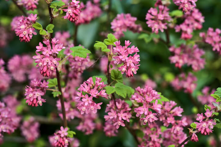 Natürlicher Pflanzenschutz