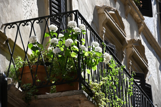 Nordbalkon - welche Pflanzen gedeihen im Schatten