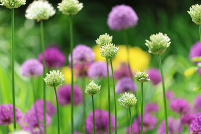 Nutzung von Knoblauch gegen Schädlinge