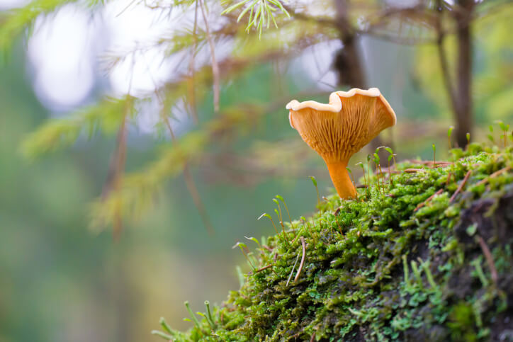 Orangegelber Gabelblättling (Hygrophoropsis aurantiaca)