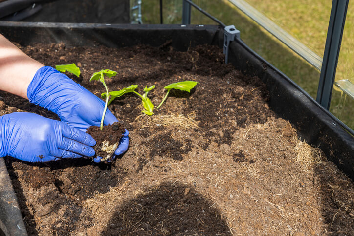 Pflanzung von Gewächshaus-Gurken