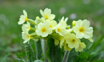 Schlüsselblumen - richtige Pflege