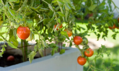Tomaten - Anbau, Aussaat und Pflege in Frühbeeten