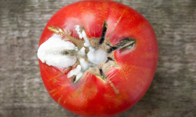 Tomaten - Vorbeugung und Bekämpfung von Schimmel