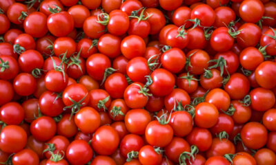 Tomaten - kinderleichte Vermehrung