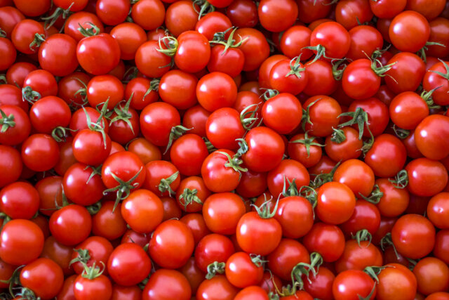 Tomaten - kinderleichte Vermehrung