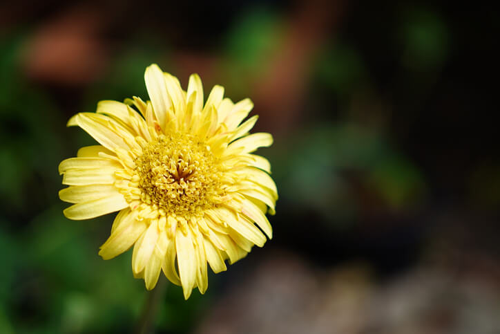 Umgang mit den Blüten
