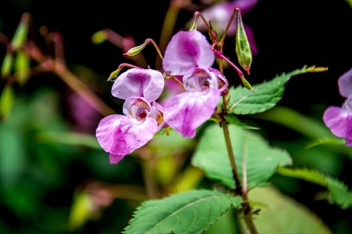 Verwendung der Blüten