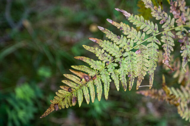 Warum bekommt Farn braune Blätter