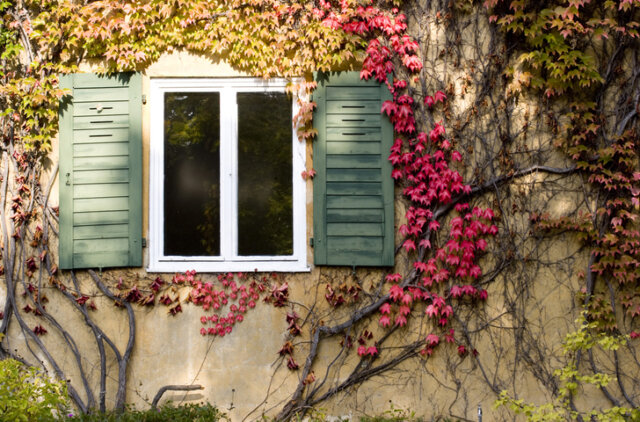 Wilder Wein - schön jedoch problematisch an Hauswänden
