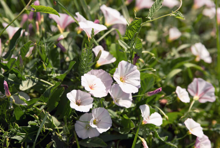 Winden (Convolvulus)