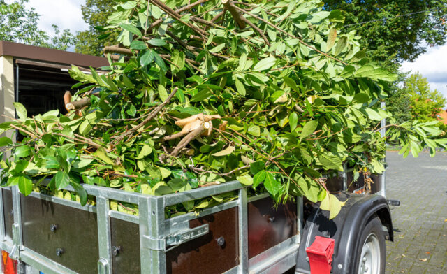 Äste - Entsorgung von Baumschnitt