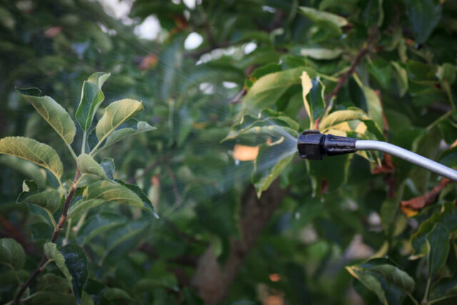 Apfelbäume - chemische Spritzmittel und biologische Alternativen