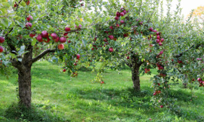 Apfelbäume - der richtige Pflanzabstand