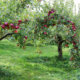Apfelbäume - der richtige Pflanzabstand