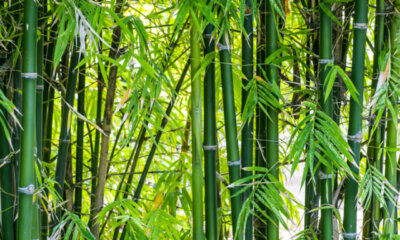 Bambus - warum wachsen die Süßgräser nicht