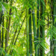 Bambus - warum wachsen die Süßgräser nicht
