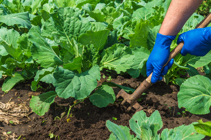 Berücksichtigung der Fruchtfolge