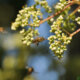 Bienenbäume - Vermehrung über Samen