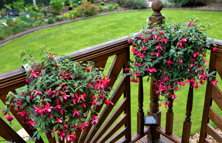 Blütenschönheiten für Balkone, Terrassen und Gärten