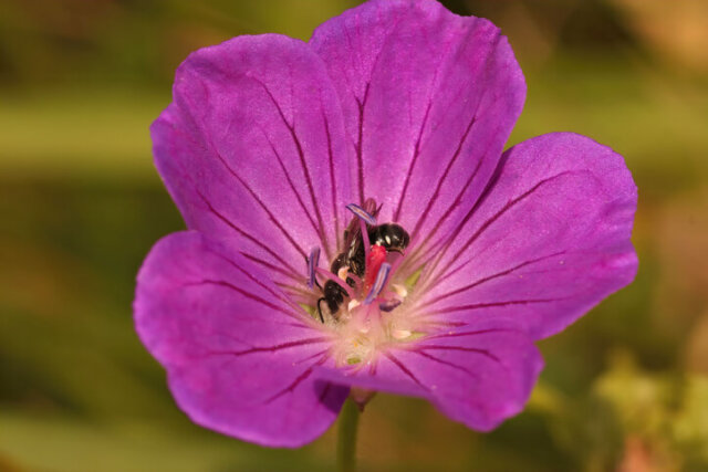 Bodendecker - welche Arten ziehen Bienen an