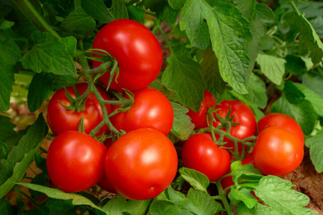 Buschtomaten - Pflanz-Ratgeber