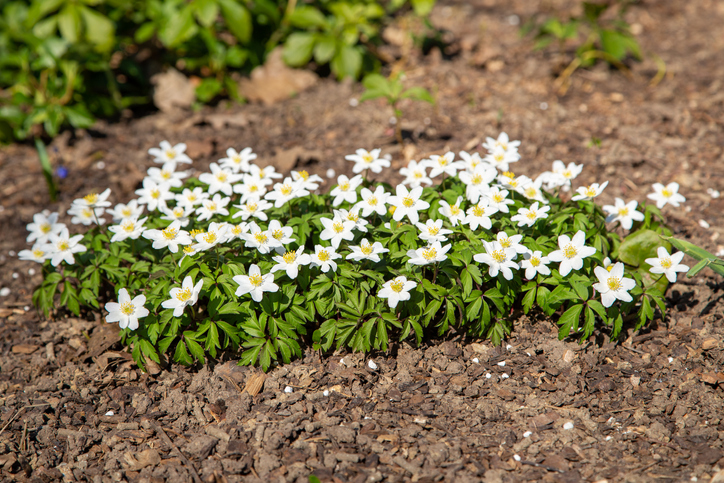 Buschwindröschen (Anemone nemorosa)
