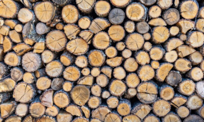 Eichenholz - wie trocknet und lagert man Feuerholz richtig